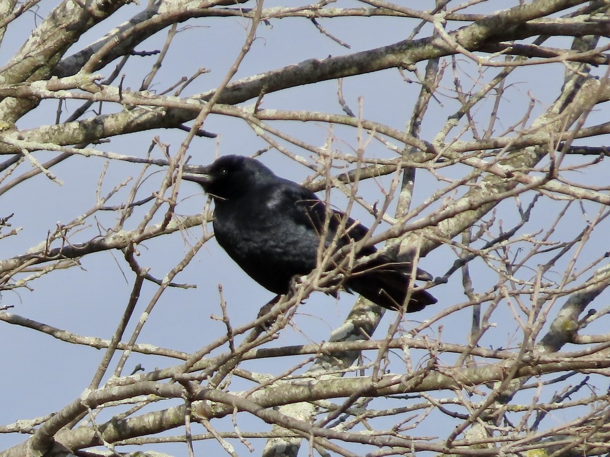 Fish Crow - ML529108541