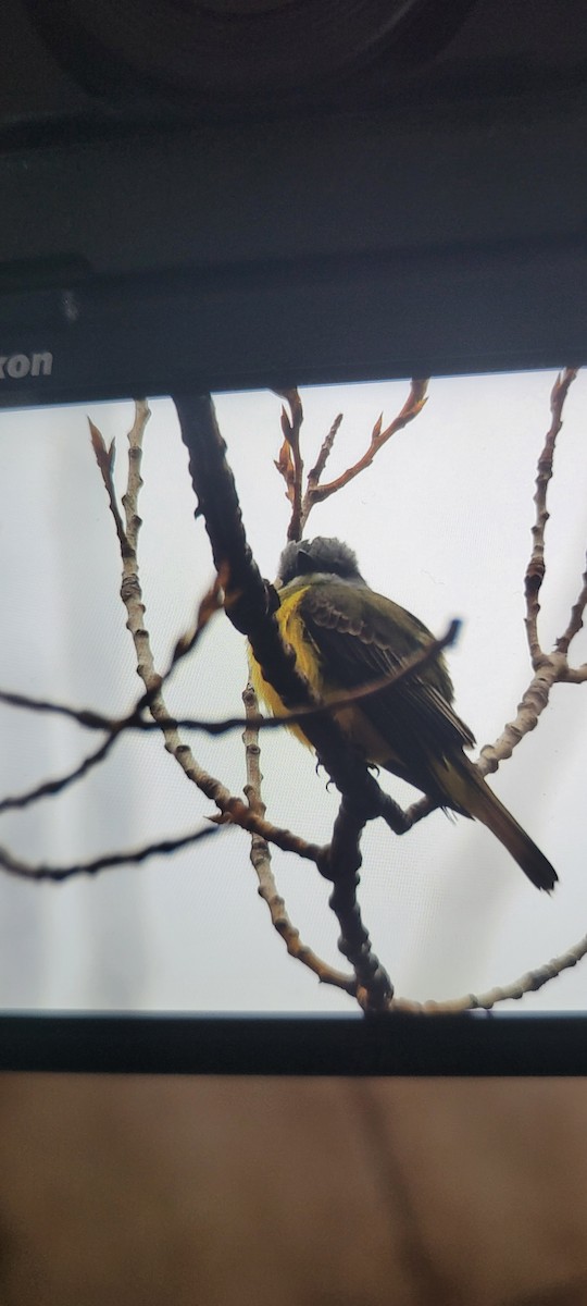 Couch's Kingbird - ML529108671