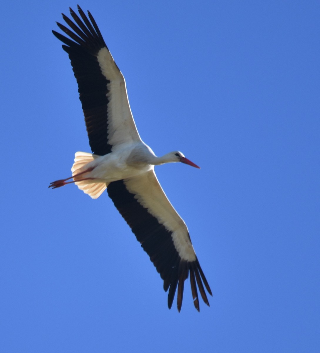White Stork - Luís Santos