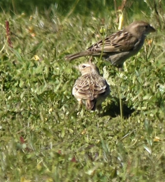 Eurasian Skylark - ML529110201