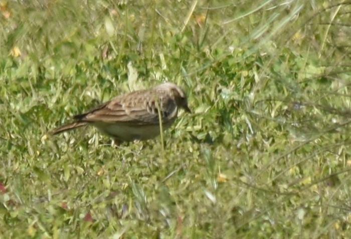 Eurasian Skylark - ML529110211