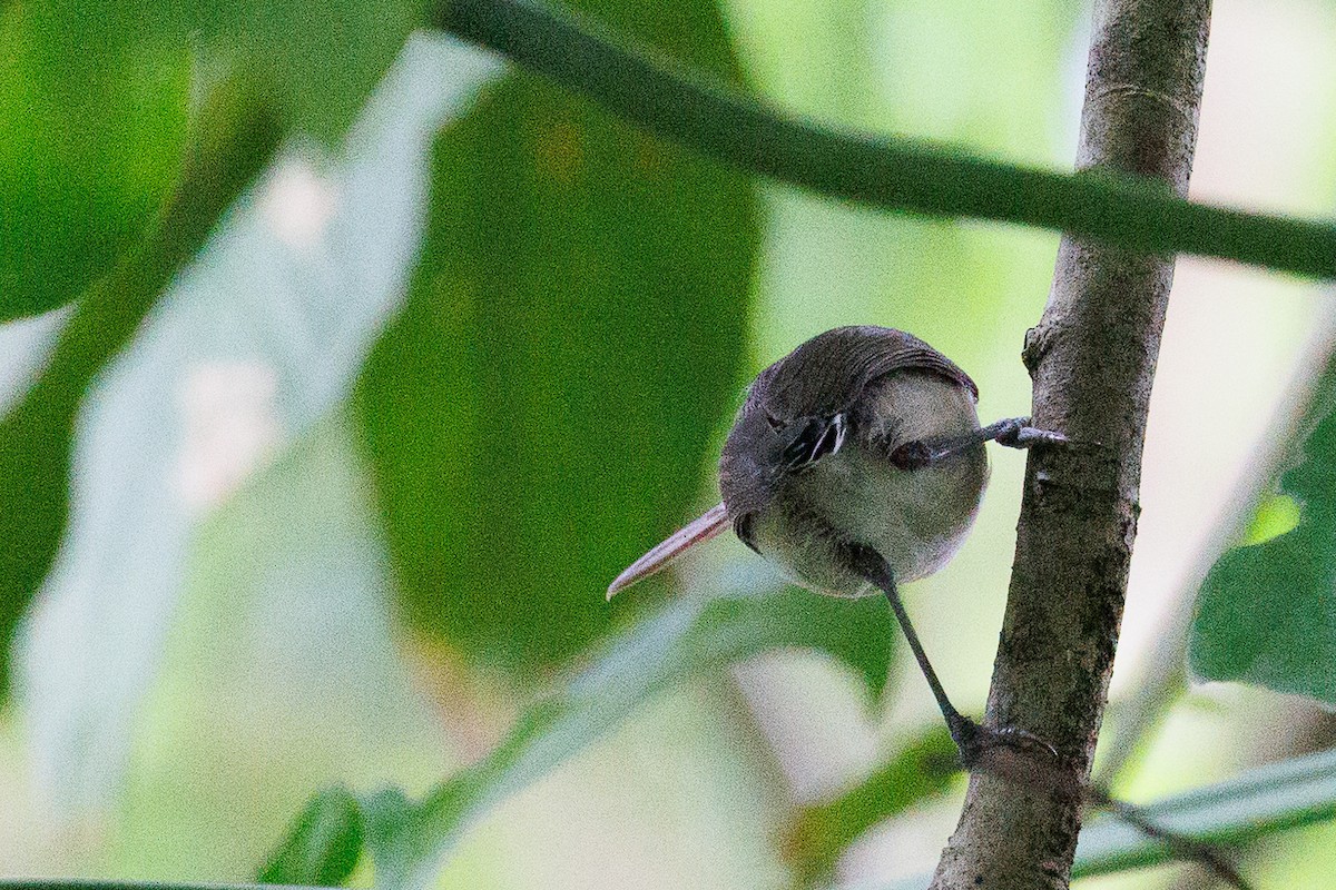 Long-billed Gnatwren - Antonio Xeira