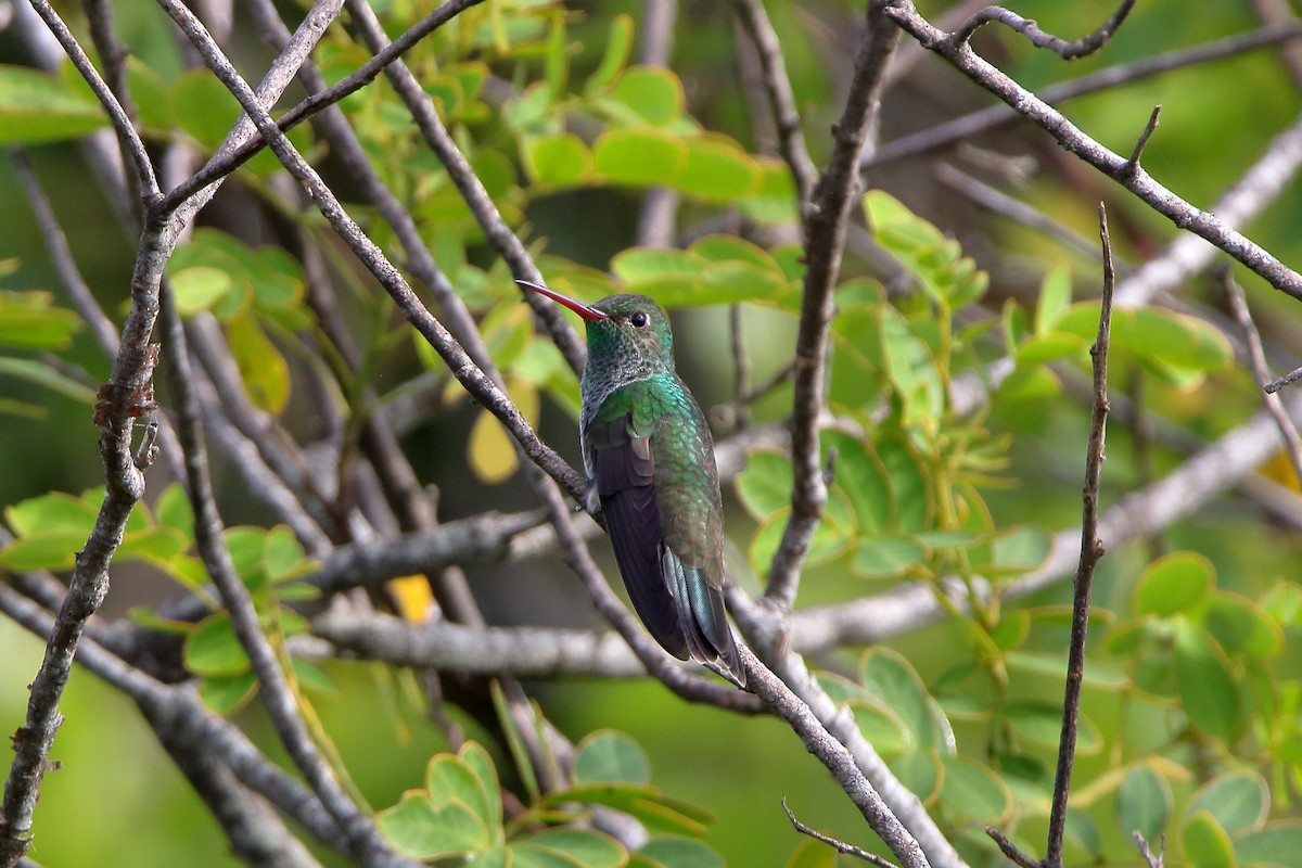 Glittering-throated Emerald - ML529111331