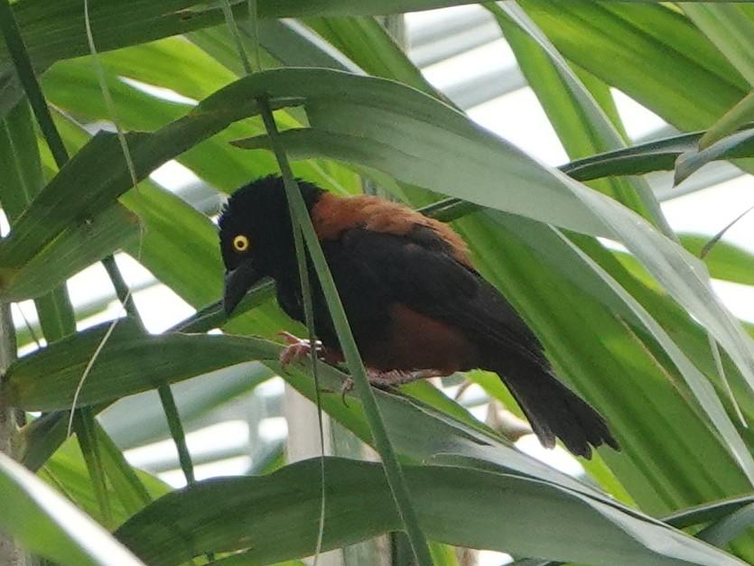 Chestnut-and-black Weaver - ML529111531