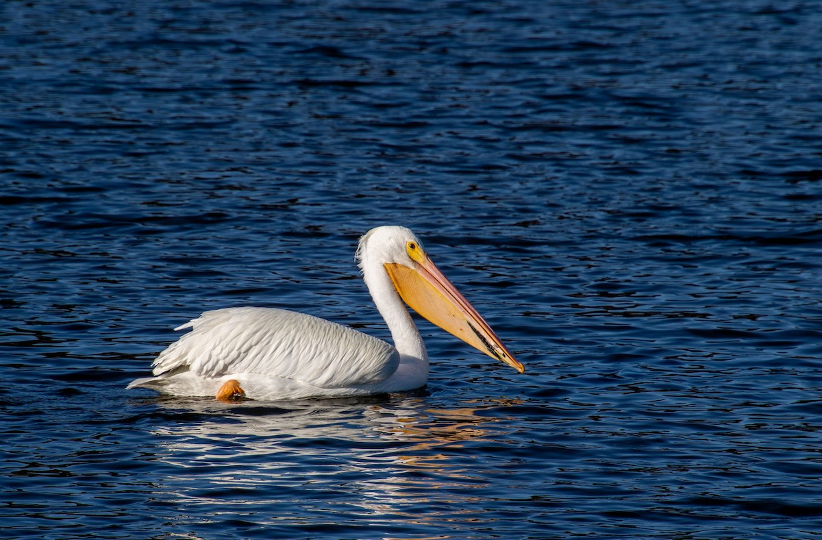 American White Pelican - Linda Bellino