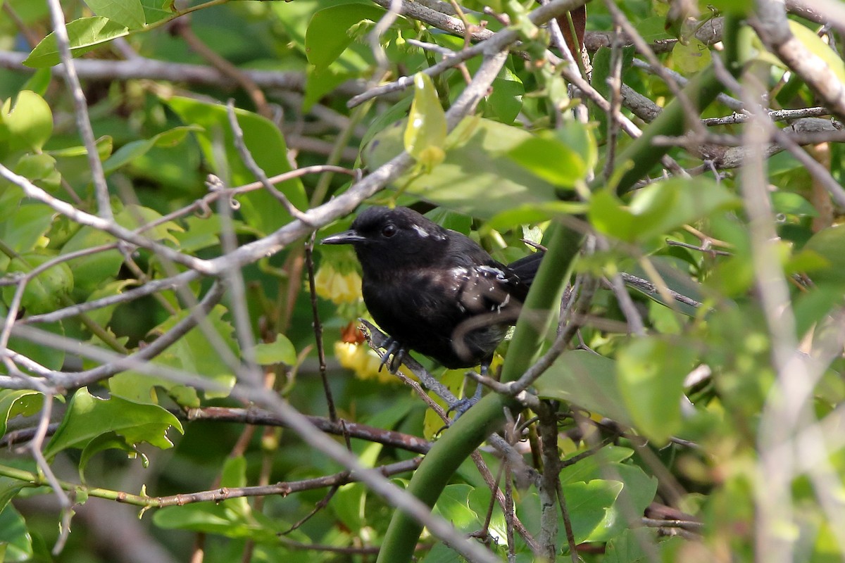 Serraameisenfänger (littoralis) - ML529111981