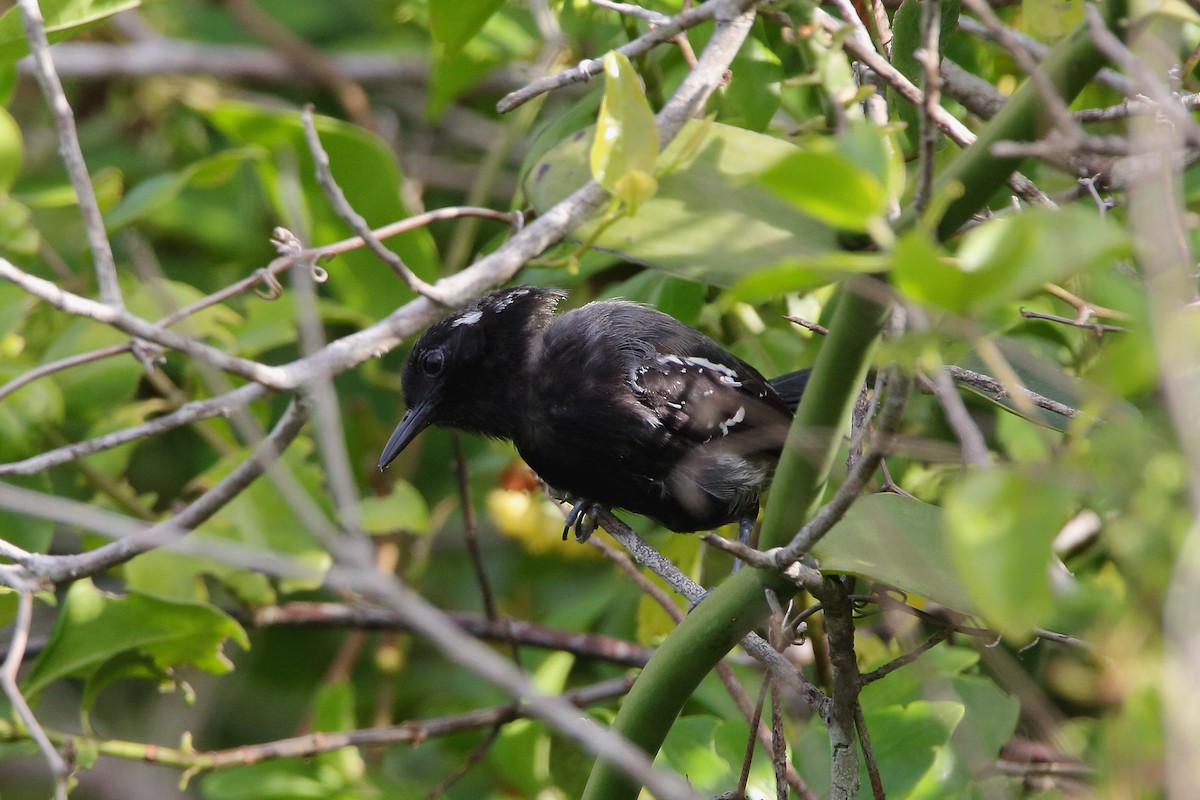 Serra Karıncakuşu (littoralis) - ML529111991