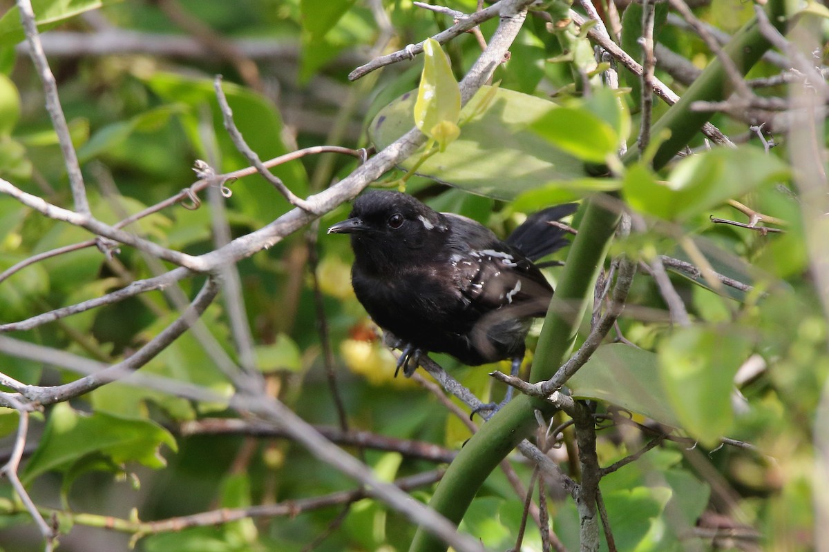 Hormiguerito Serrano (littoralis) - ML529112001