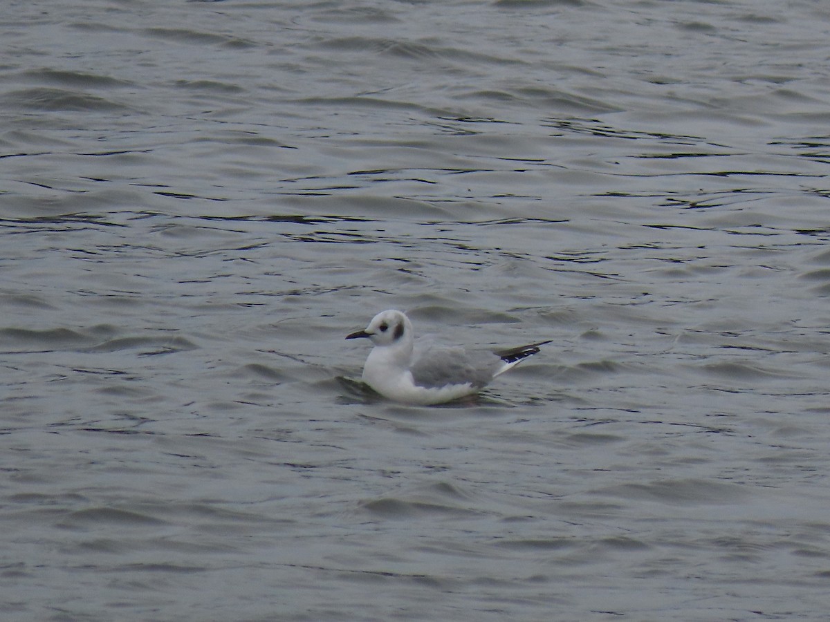 Bonaparte's Gull - ML529112191