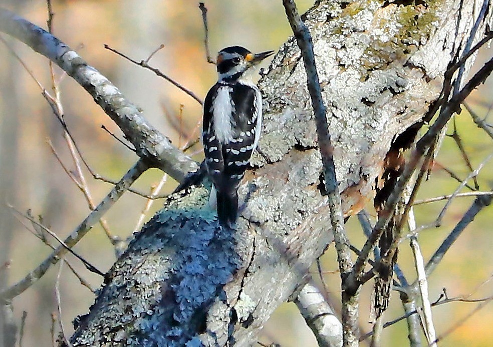 Hairy Woodpecker - ML529112291