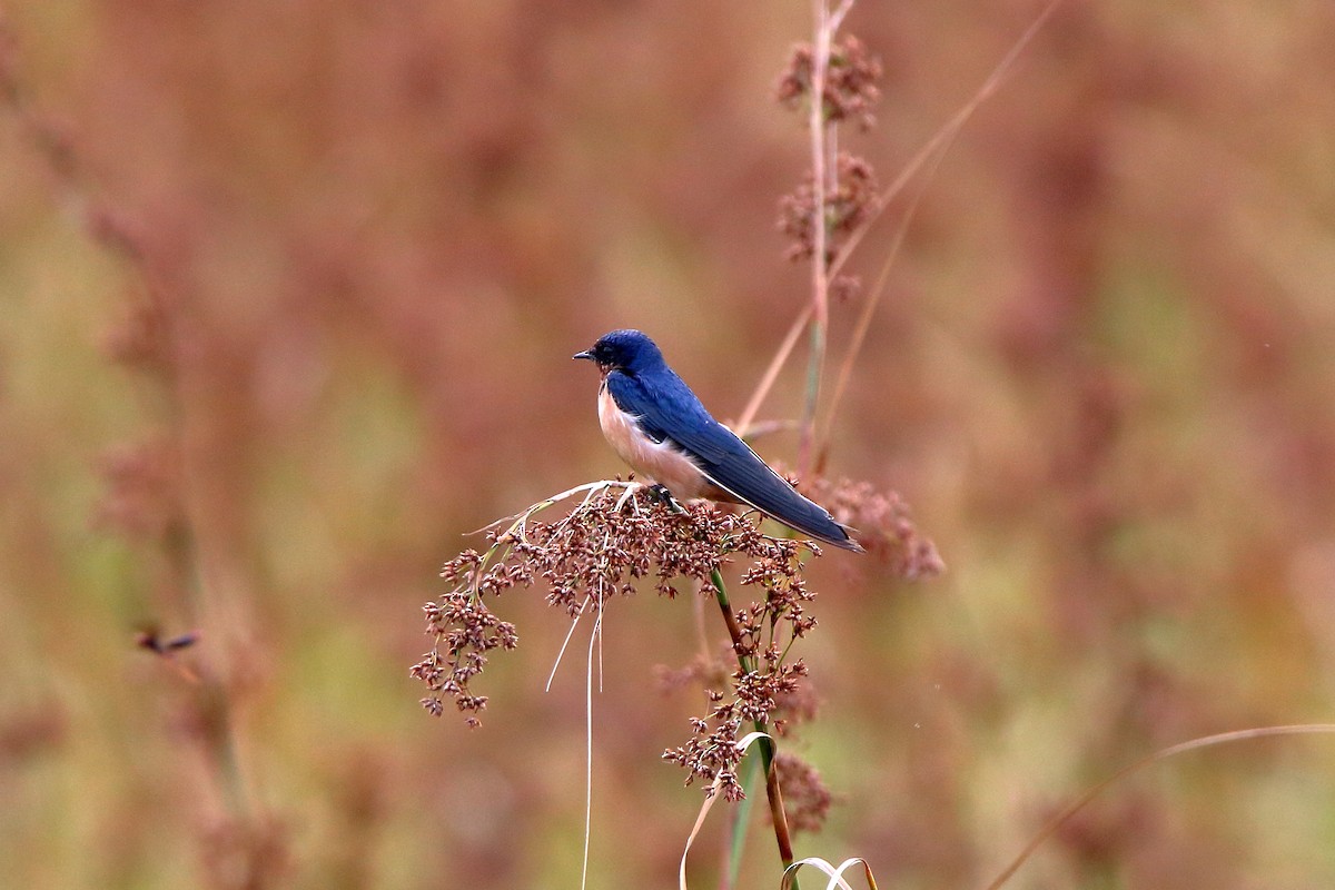 Barn Swallow - ML529112401