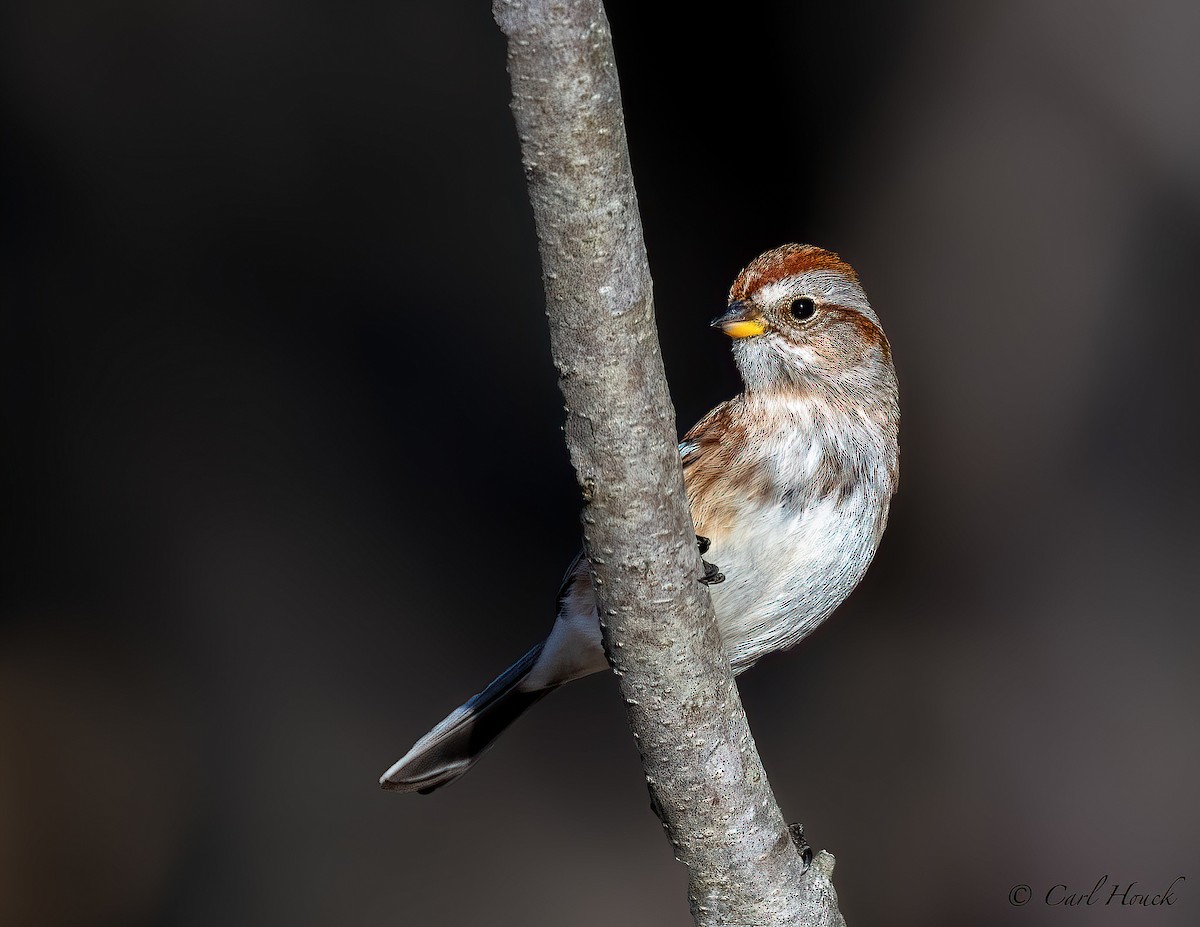 American Tree Sparrow - ML529112901