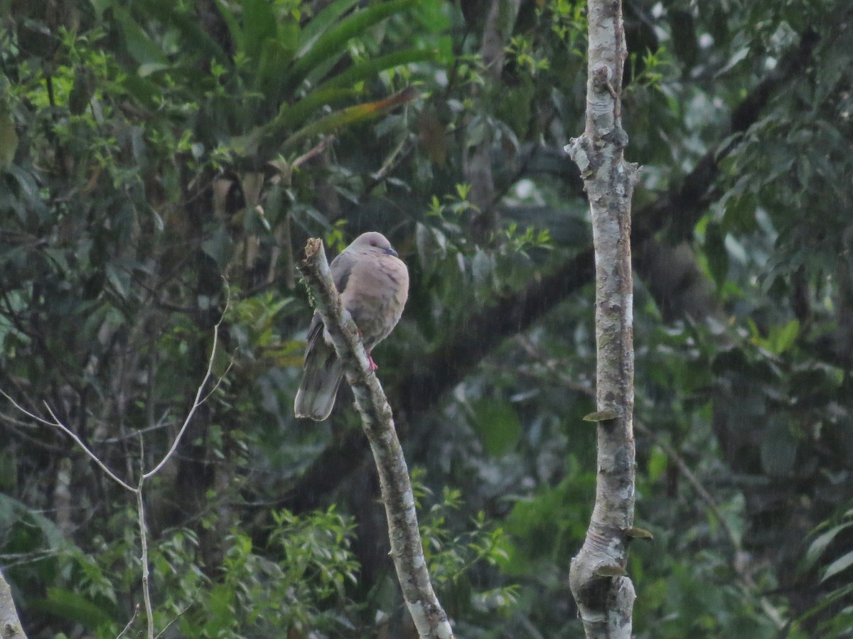 Ring-tailed Pigeon - ML52911321