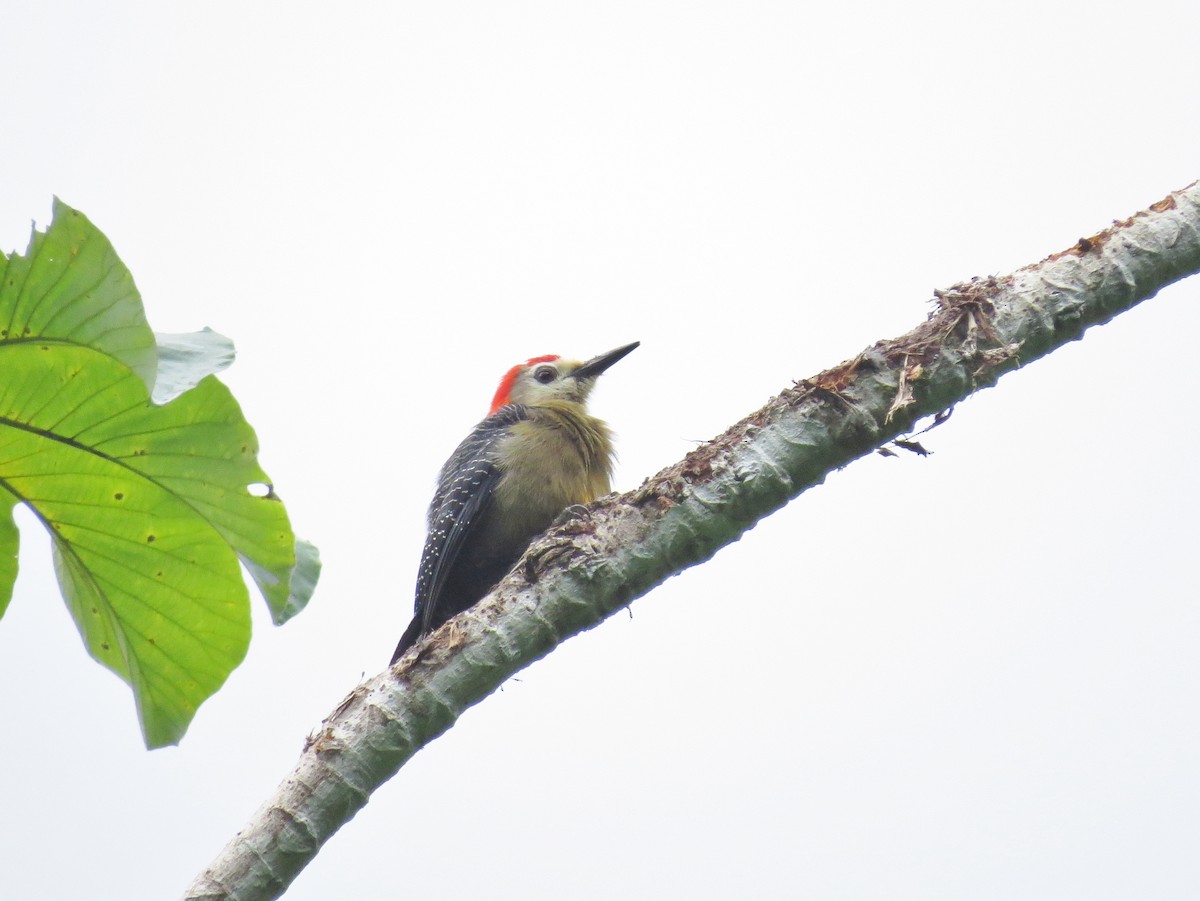 Jamaican Woodpecker - ML52911331