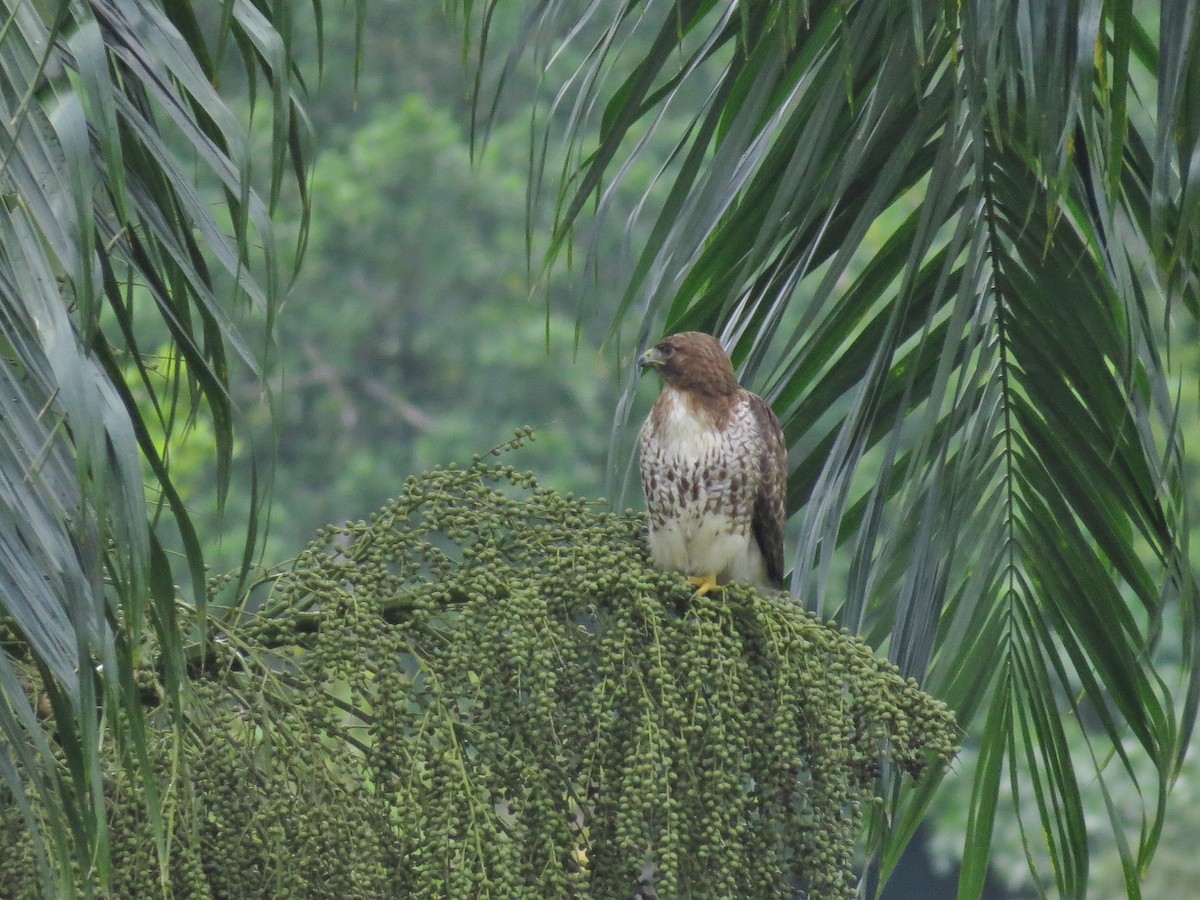 Rotschwanzbussard (jamaicensis) - ML52911341