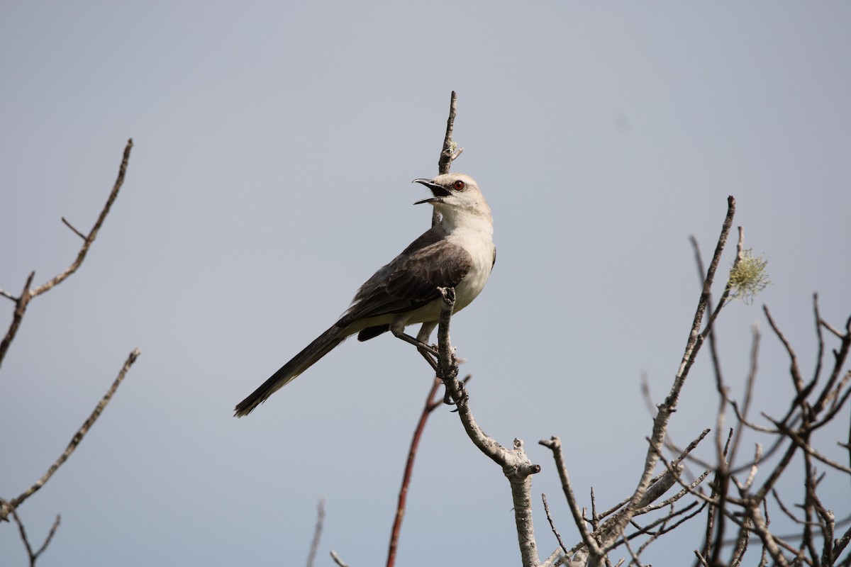 Tropical Mockingbird - ML529113671