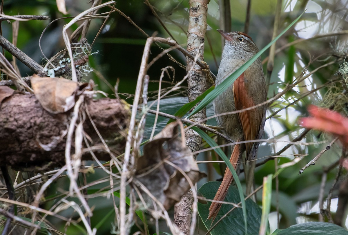 Streak-capped Spinetail - George Armistead | Hillstar Nature