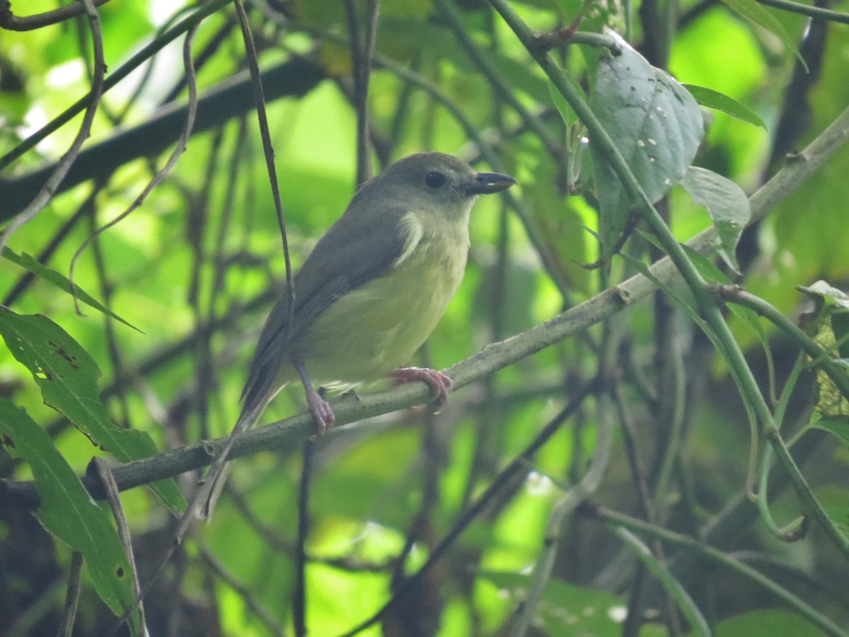 Blue Mountain Vireo - ML52911401