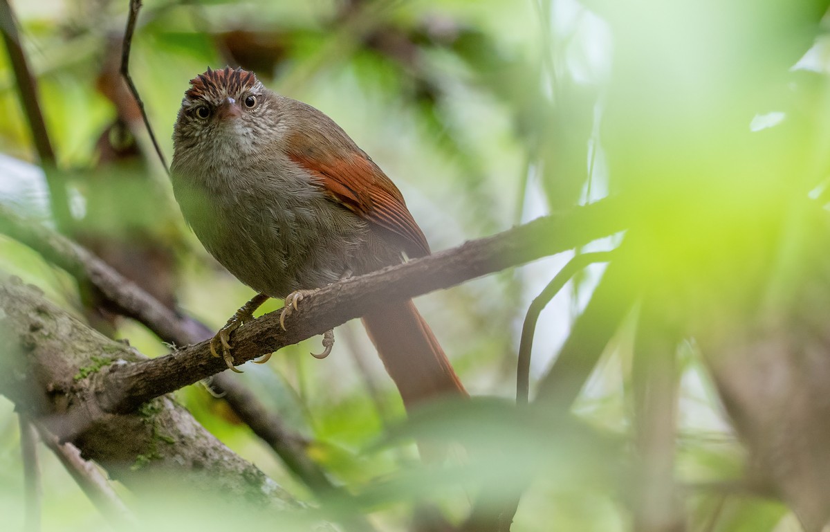 Streak-capped Spinetail - George Armistead | Hillstar Nature