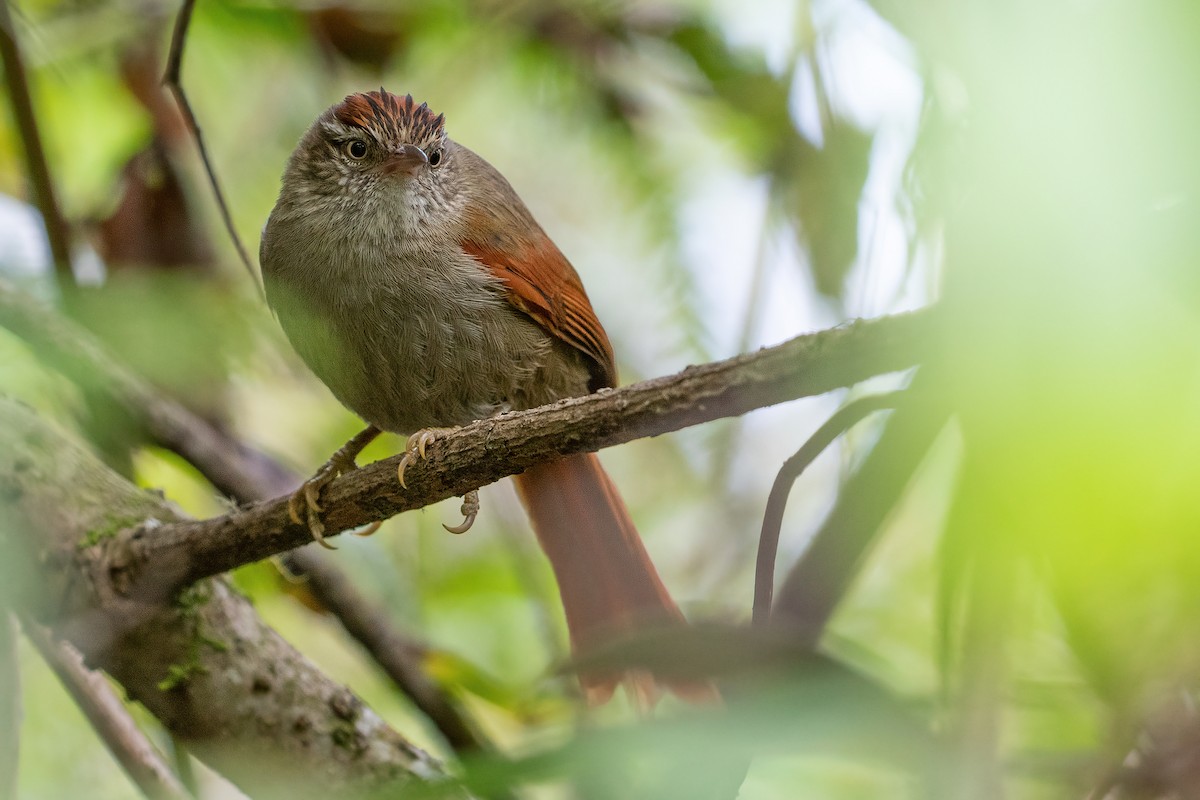 Streak-capped Spinetail - George Armistead | Hillstar Nature