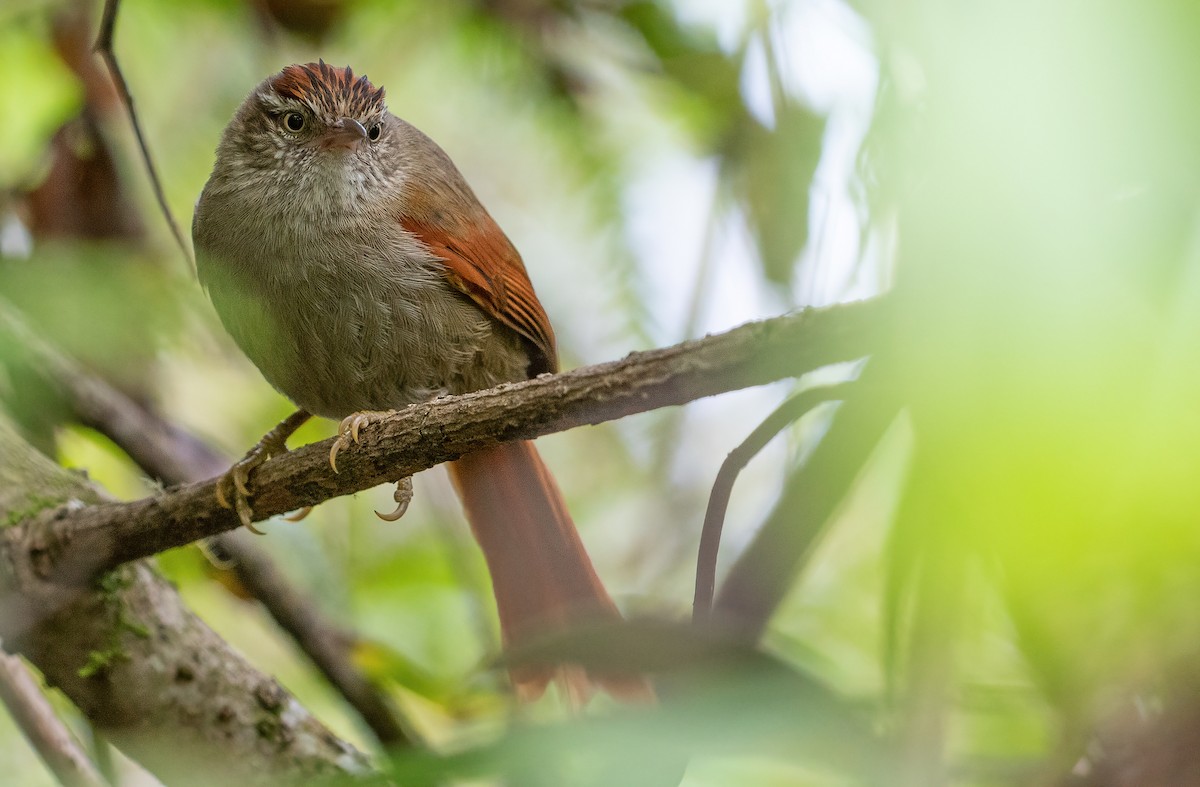 Streak-capped Spinetail - George Armistead | Hillstar Nature