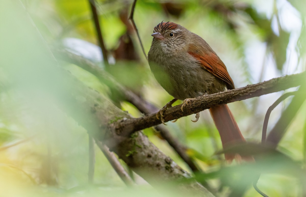 Streak-capped Spinetail - George Armistead | Hillstar Nature