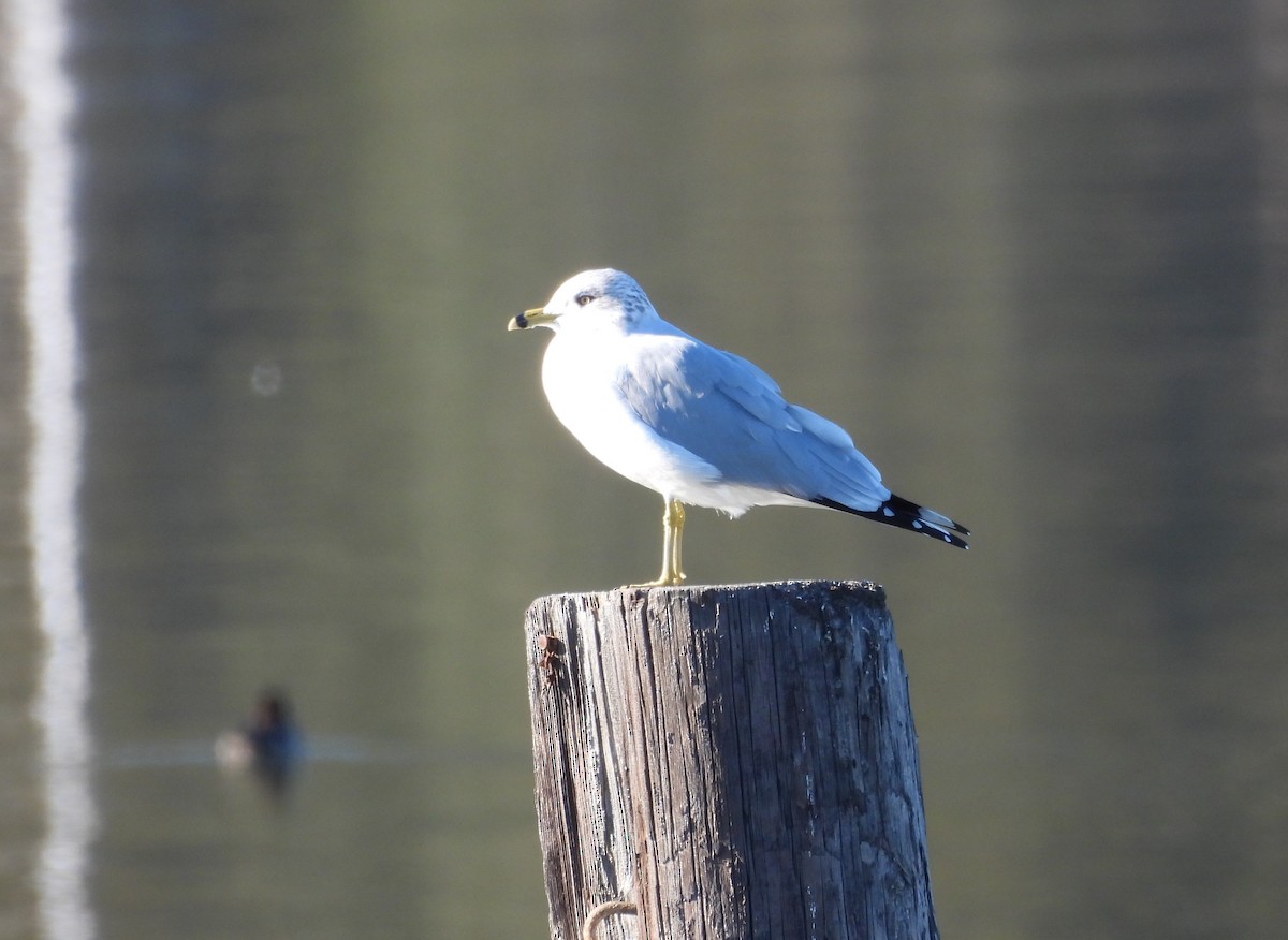 Ring-billed Gull - ML529114541