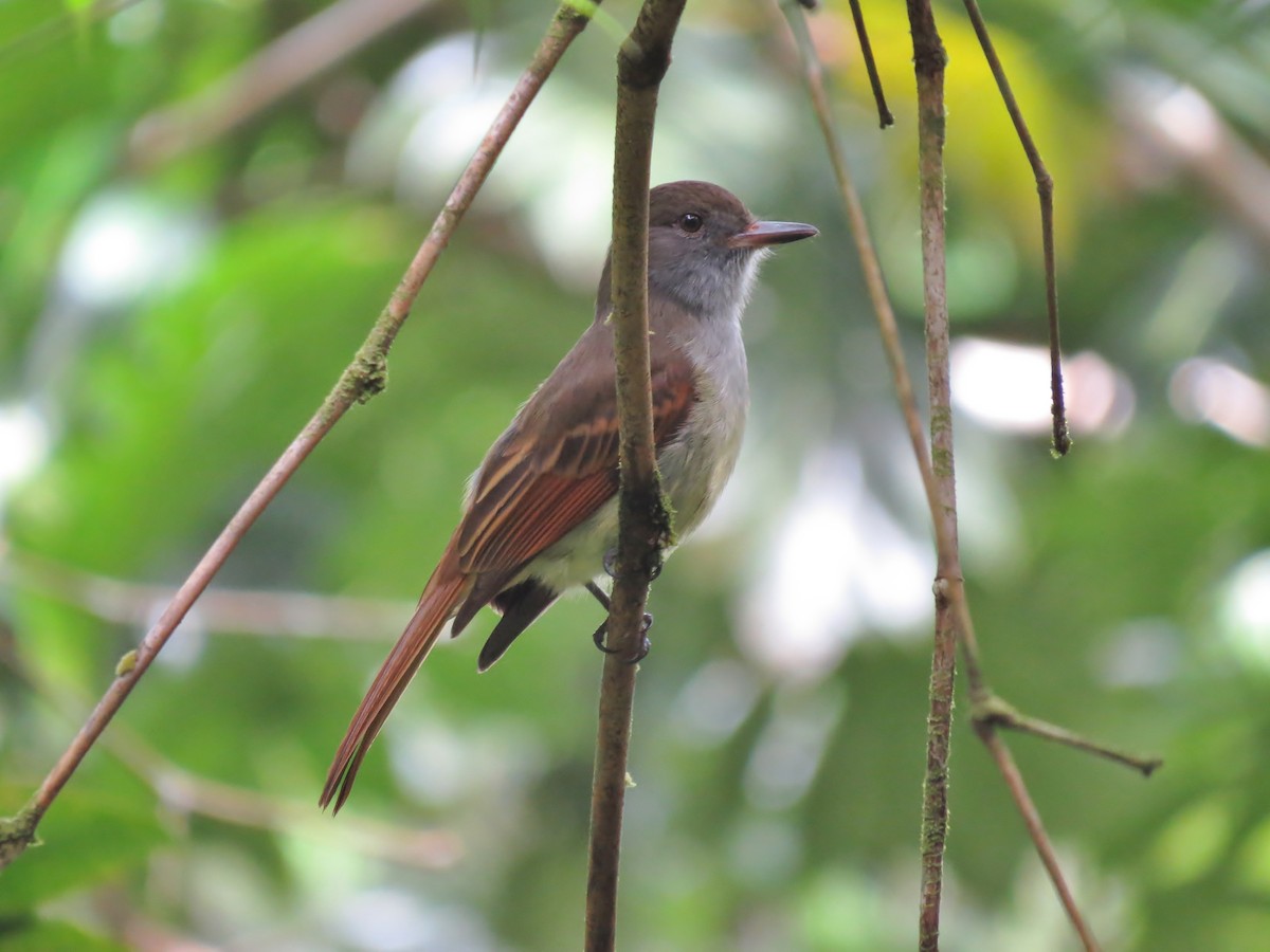 Rufous-tailed Flycatcher - Michael David