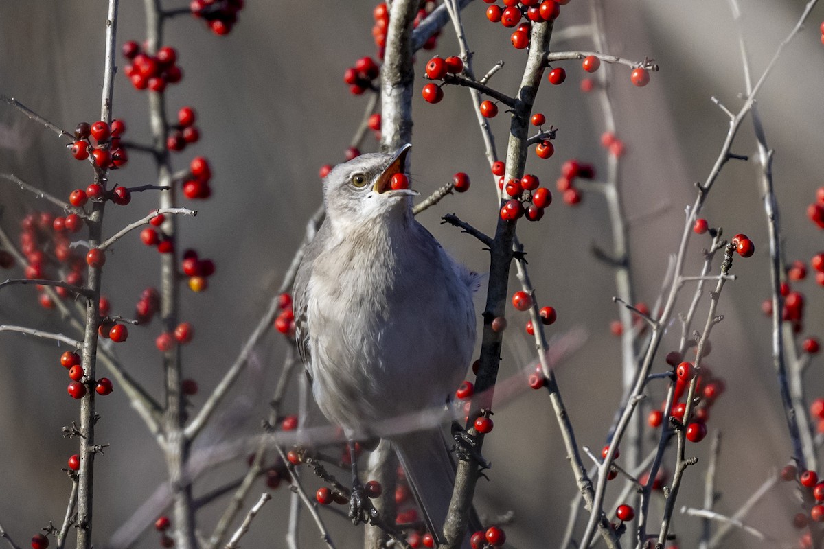 Northern Mockingbird - ML529115001