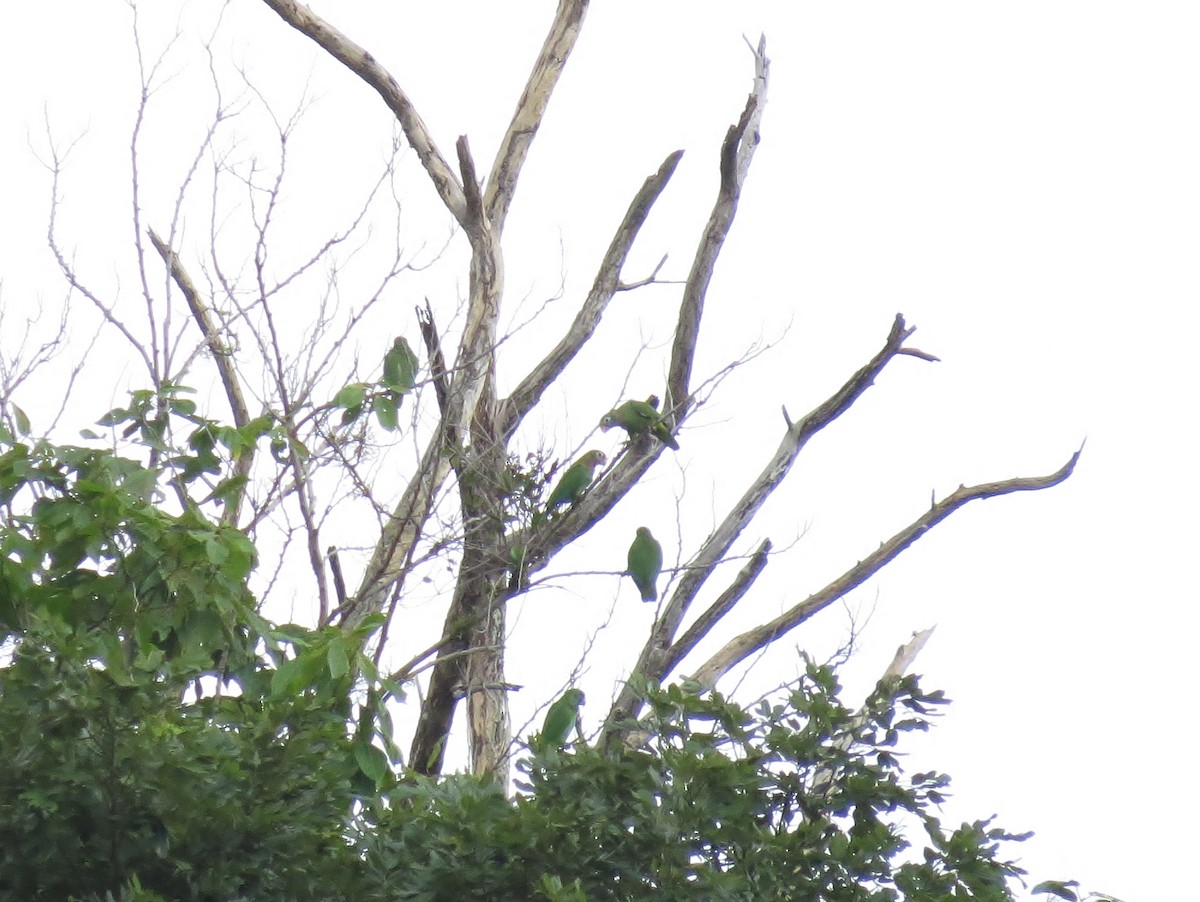 Yellow-billed Parrot - ML52911521