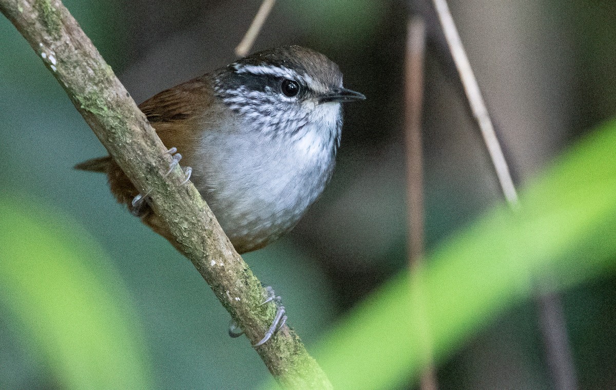 Hermit Wood-Wren - George Armistead | Hillstar Nature