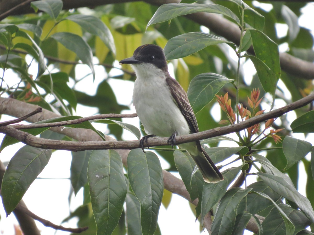 Loggerhead Kingbird - ML52911581