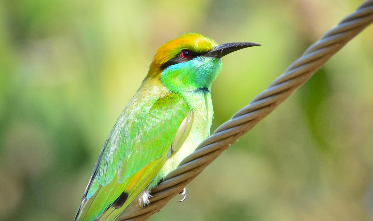 Asian Green Bee-eater - ML52911601
