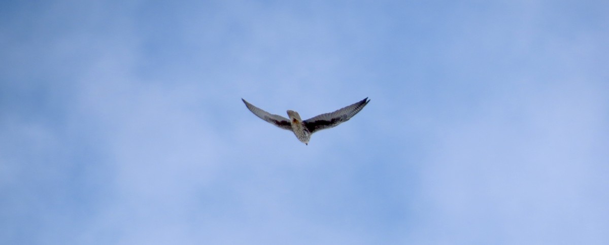 Prairie Falcon - ML529116611