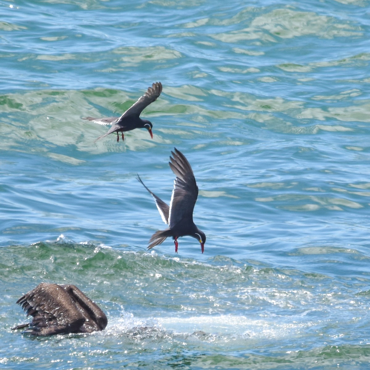 Inca Tern - Luiz Wittmann