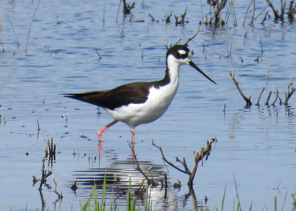 Cigüeñuela Cuellinegra - ML52911761