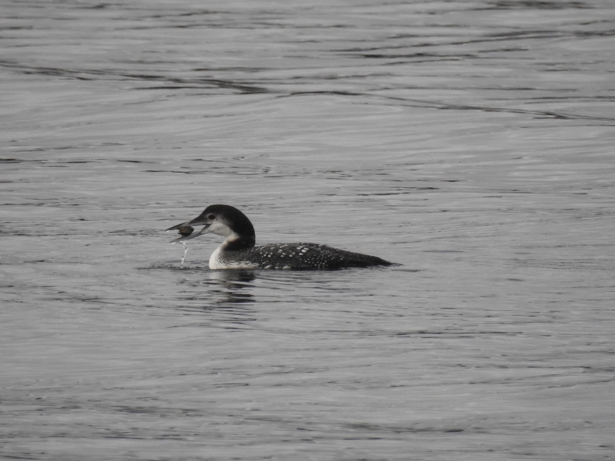 Common Loon - ML529117891