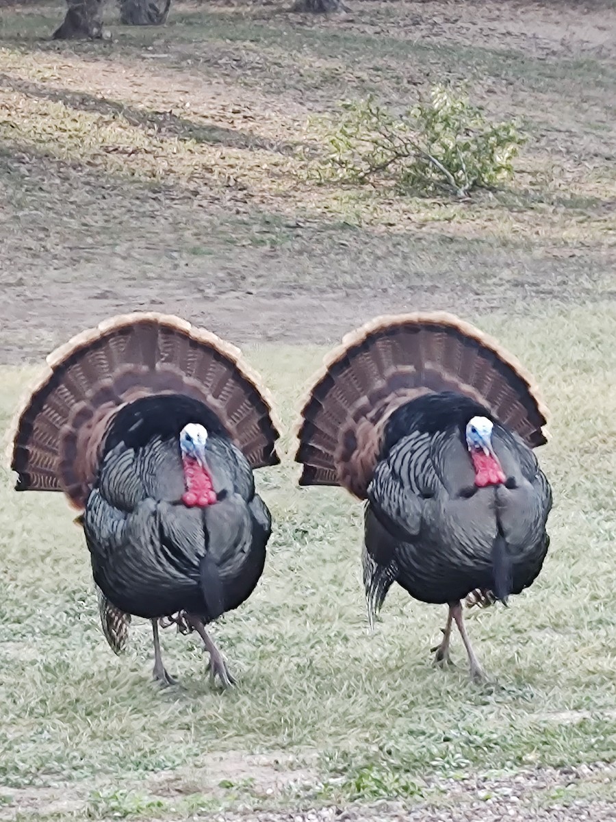 Wild Turkey - ML529118231