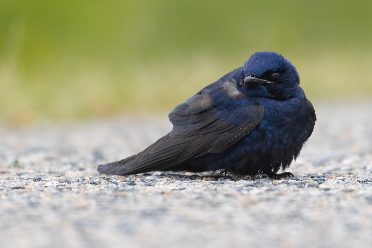 Purple Martin - ML529118721