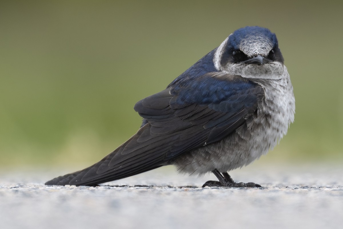 Purple Martin - ML529118731