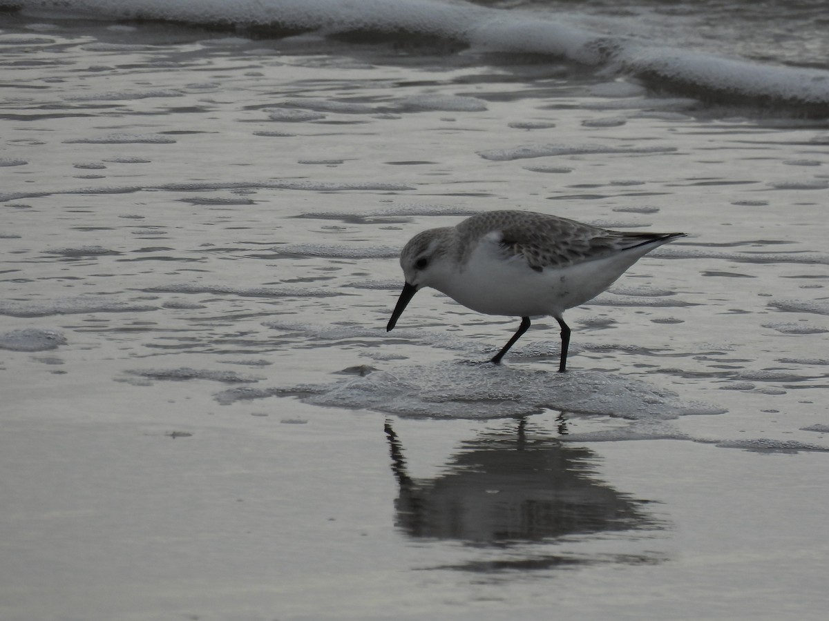 Bécasseau sanderling - ML529119211