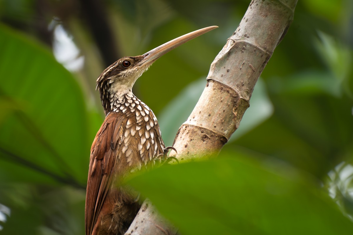 Long-billed Woodcreeper - Priscilla Diniz