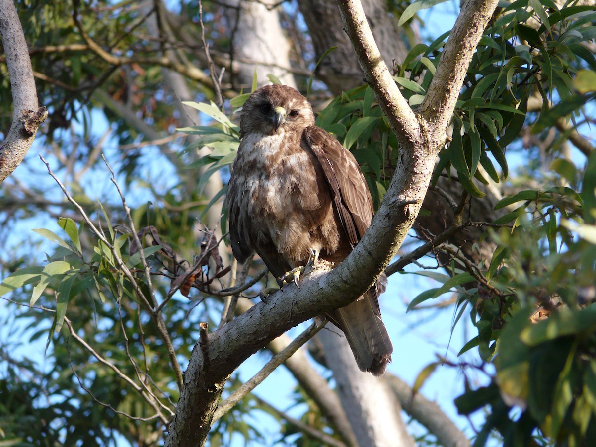 Hawaiian Hawk - ML52912111