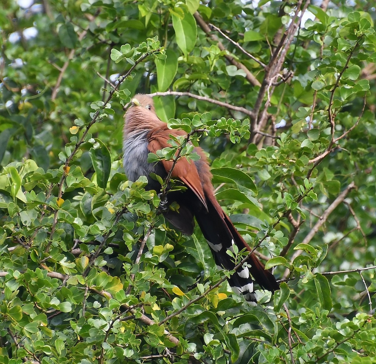 Squirrel Cuckoo - ML529121141