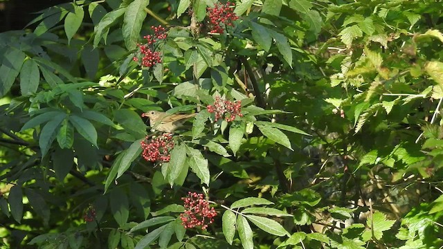 Swainson's Thrush - ML529121751