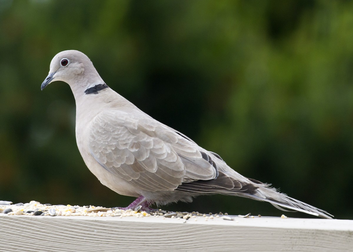 Eurasian Collared-Dove - ML529123311