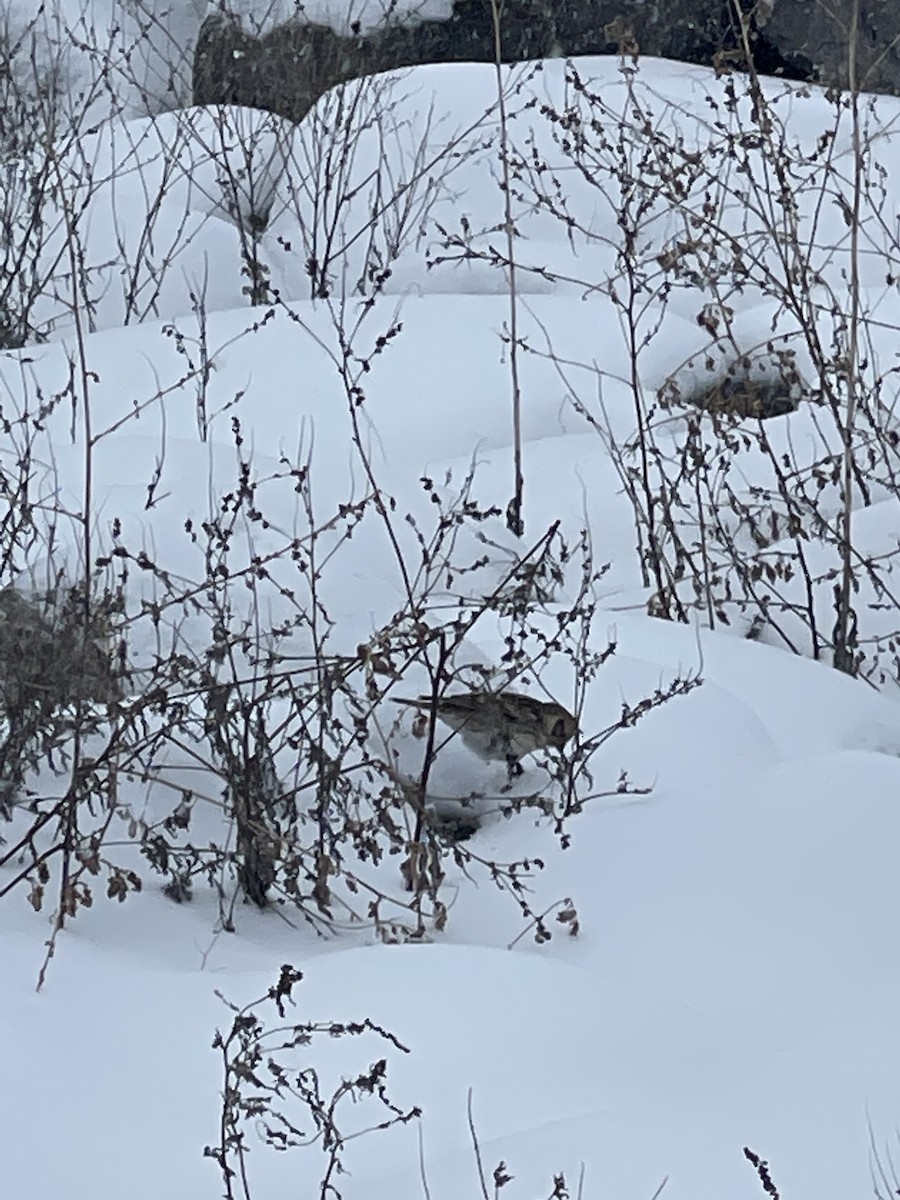 Lapland Longspur - ML529123471