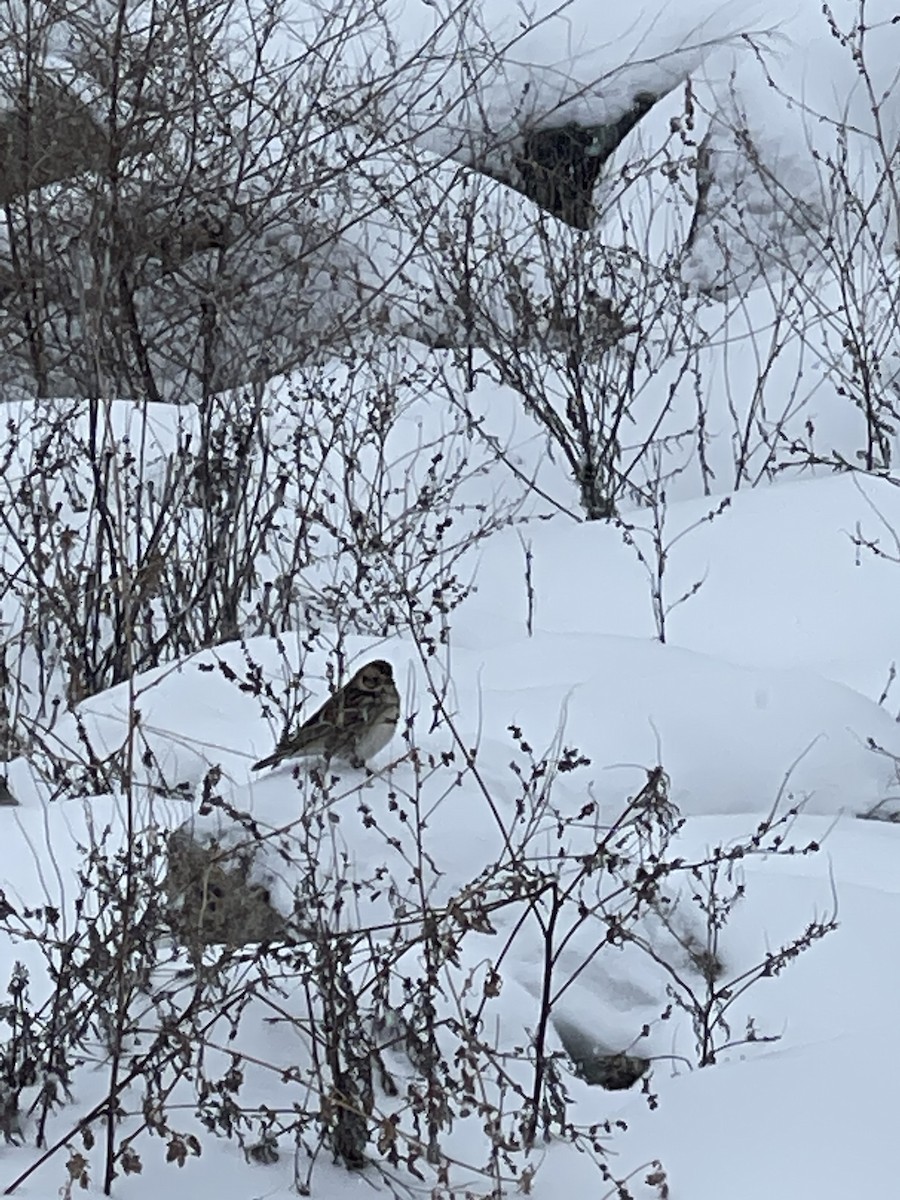 Lapland Longspur - ML529123511