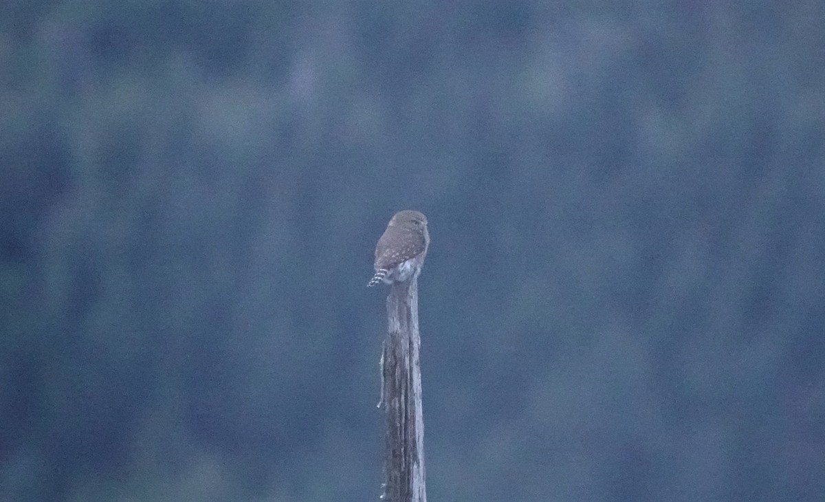 Northern Pygmy-Owl - Ben Limle