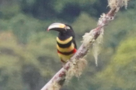 Many-banded Aracari - ML529124591